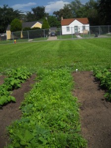 Wildflower patch...look how weed-free the kids kept the rows!