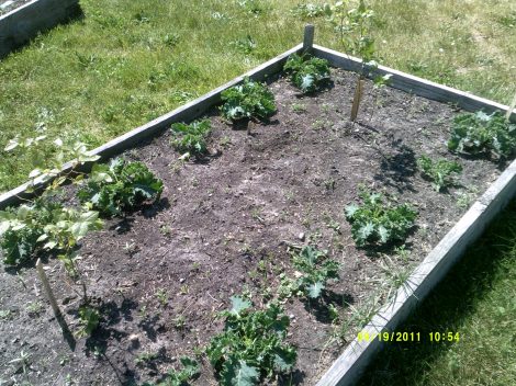 We need to weed this kale and blueberry bed @ 1 month