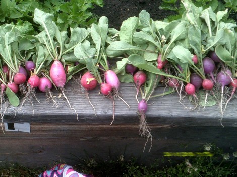 Radishes of different hues!