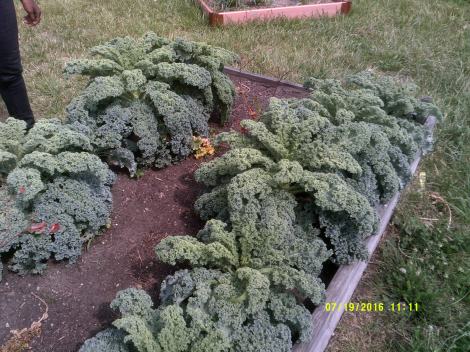 Have you ever seen Kale as robust as this?