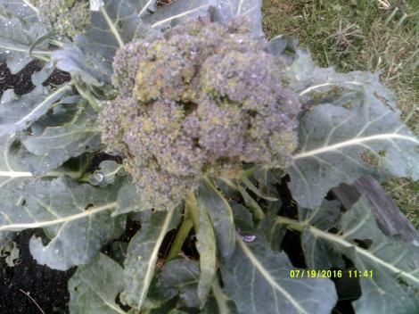 This Broccoli head probably could have been bigger if it had more water!