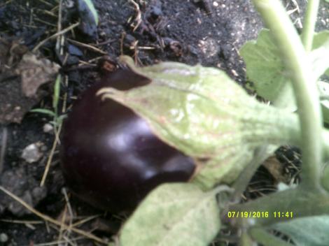 Eggplant A