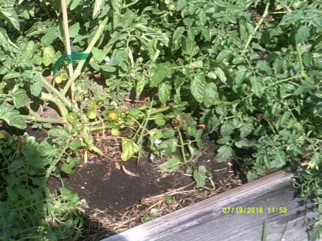 There were Cherry Tomatoes here just a minute ago!