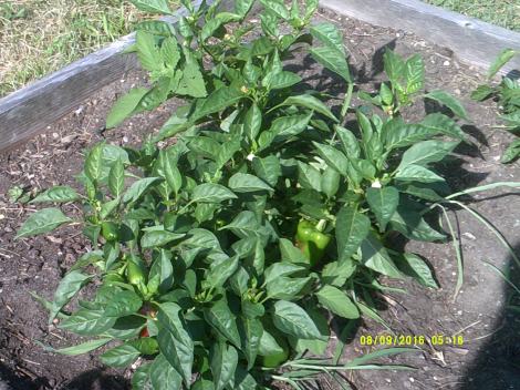 These pepper plants will be very productive!