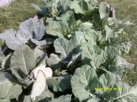 Collards ready for harvest!